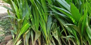 Coconut Plants