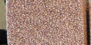 Brown Groundnut Seeds