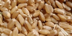 Dried Wheat Seeds