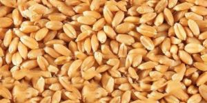 Organic Wheat Seeds