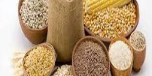 Seed Sorting Services