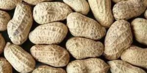 Shelled Raw Groundnuts