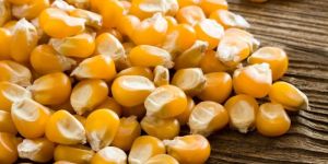 Yellow Maize