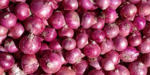 Red Onion