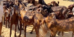 Sirohi Female Goats Pregnant