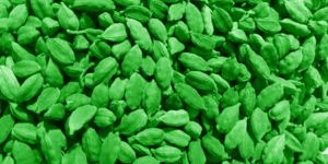 7.5 - 8 mm Green Cardamom