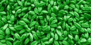 7 - 7.5 mm Green Cardamom