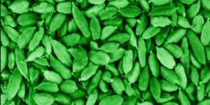 8 - 8.5 mm Green Cardamom
