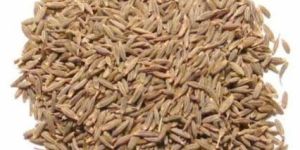 Cumin Seeds