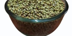 Organic Coriander Seeds