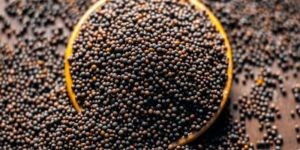 Black Mustard Seeds