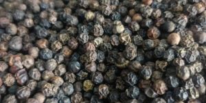 Black Pepper