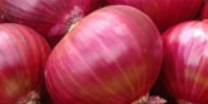 Fresh Pink Onion