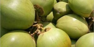 Fresh Tender Coconut