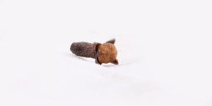 Clove