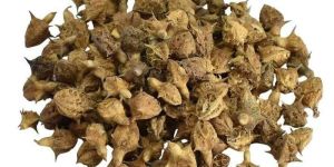 Gokhru Seeds
