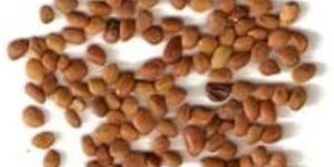 Tephrosia Purpurea Seeds