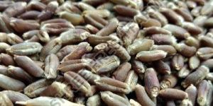 Black Wheat Seeds