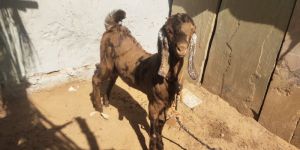 Sirohi Goat Kids