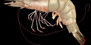 Shrimp Farming