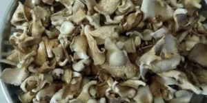 a Grade Dried Oyster Mushroom