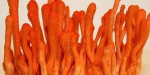 Fresh Cordyceps Mushroom