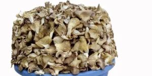 Natural Dried Oyster Mushroom