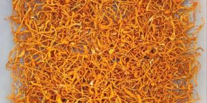 Orange Cordyceps Militaris Mushroom