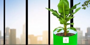 2424 Inch Green HDPE Grow Bag