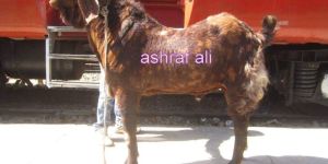 Sirohi Goat