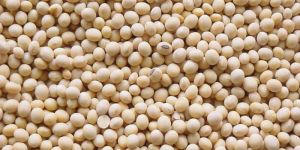Dry Soybean Seeds