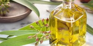 Eucalyptus Oil