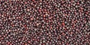 Mustard Seeds