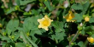 Sida Cordifolia Extract