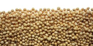 Soybeans