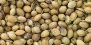 Coriander Seeds