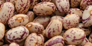 Light Speckled Kidney Beans