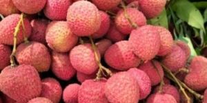 Shahi Litchi