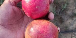 Pomegranate Fruit