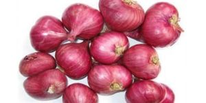 Fresh Shallot Onion