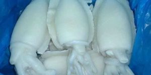 Frozen Cuttlefish