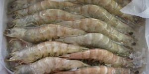 Frozen Prawns