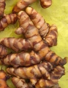 Fresh Turmeric Finger
