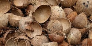 Raw Coconut Shell