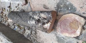 Tree Transplanting Services