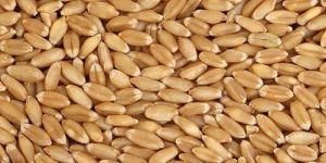Wheat Seeds