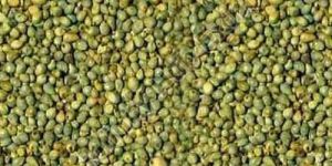 Green Millet