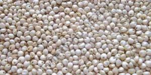 Sorghum Seeds