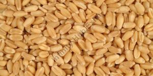 Wheat Grains
