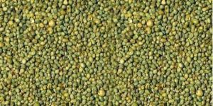 Green Millet
